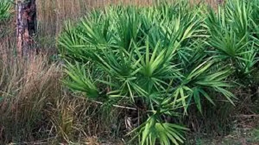 ProstaPrime ingredient 1